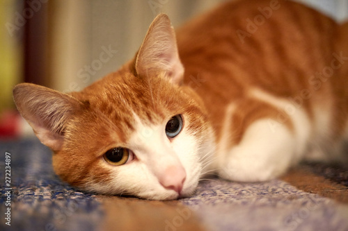 Wallpaper Mural red cat with different eyes Torontodigital.ca