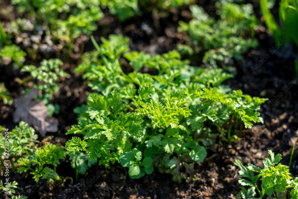 Flower garden, Netherlands, , a close up of a green plant in a garden Flower garden, Netherlands, , a close up of a green plant in a garden
