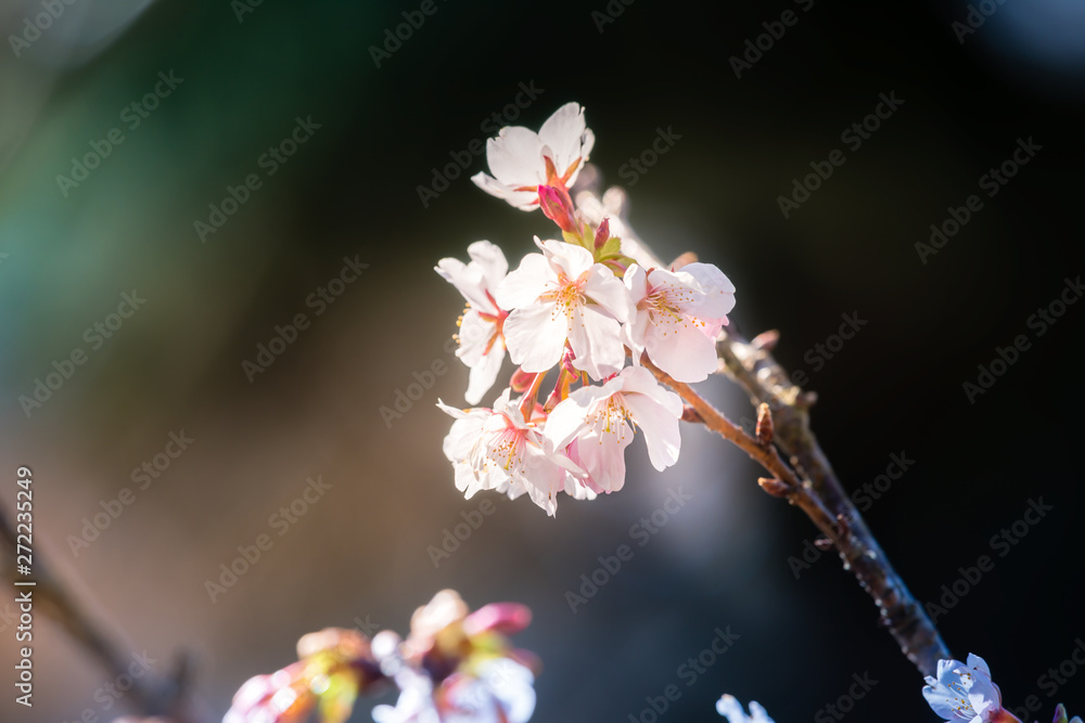 桜 桜