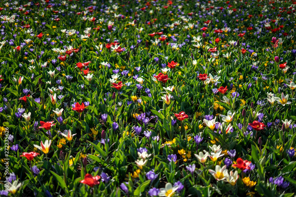 Flower garden, Netherlands, , a vase of colorful flowers in a field
