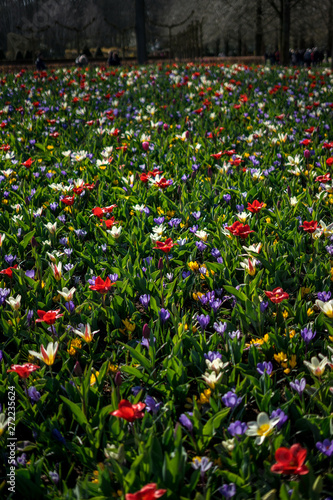 Flower garden, Netherlands, , a group of colorful flowers in a field