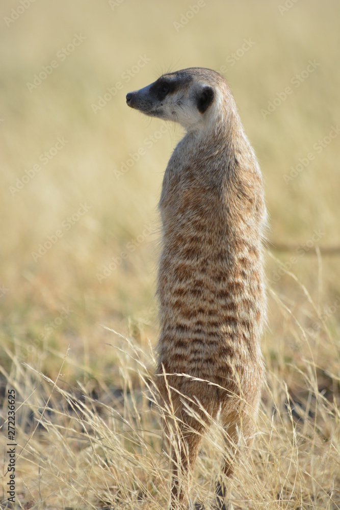 Fototapeta premium BOTSUANA (safari fotografico)