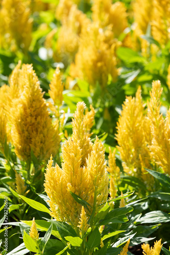 closeup beautiful yellow cockscomb flower.