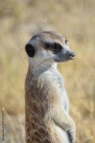 Wallpaper Mural BOTSUANA (safari fotografico) Torontodigital.ca