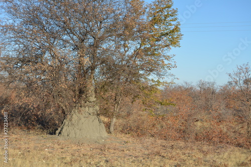 BOTSUANA (safari fotografico)