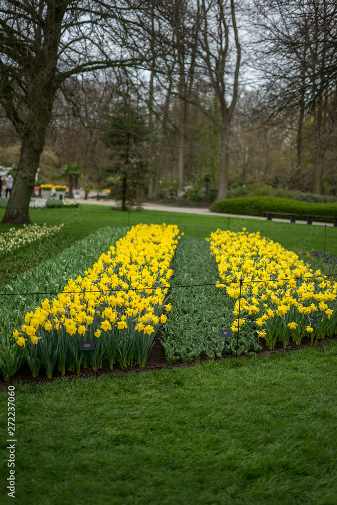 Flower garden, Netherlands , a yellow flower in a field