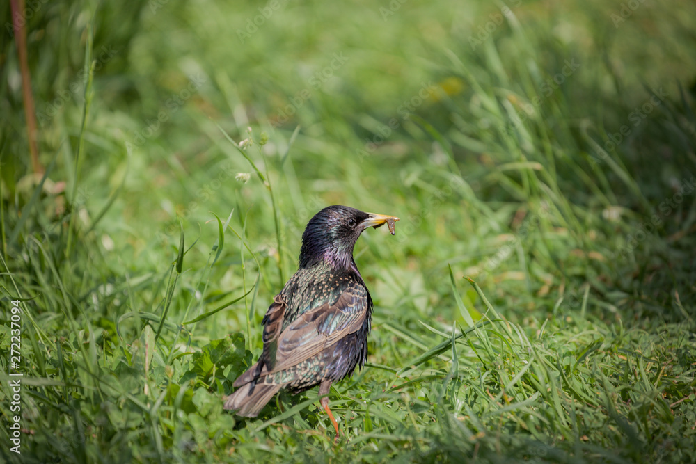 Fototapeta premium Common starling, bird in spring in breeding plumage, sturnus vulgaris, bird on green grass, worm in beak