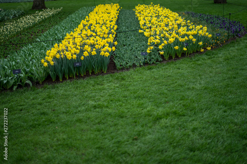 Photography Flower garden, Netherlands , a yellow flower in a field