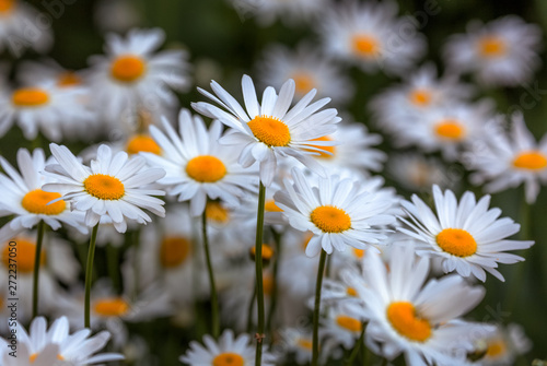 Macro of beautiful white daisies flowers, bright field with beautiful wild flowers camomiles