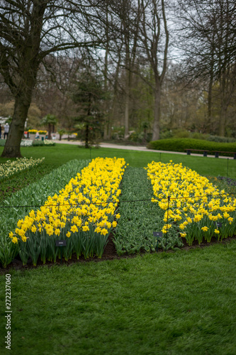 Flower garden, Netherlands , a yellow flower in a field