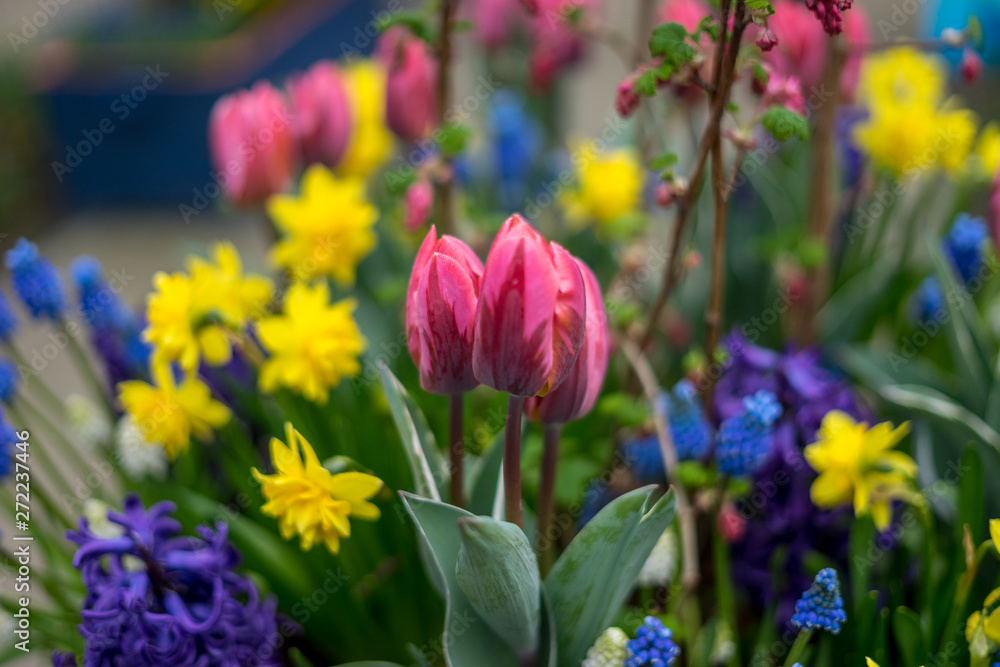 Flower garden, Netherlands , a close up of a flower