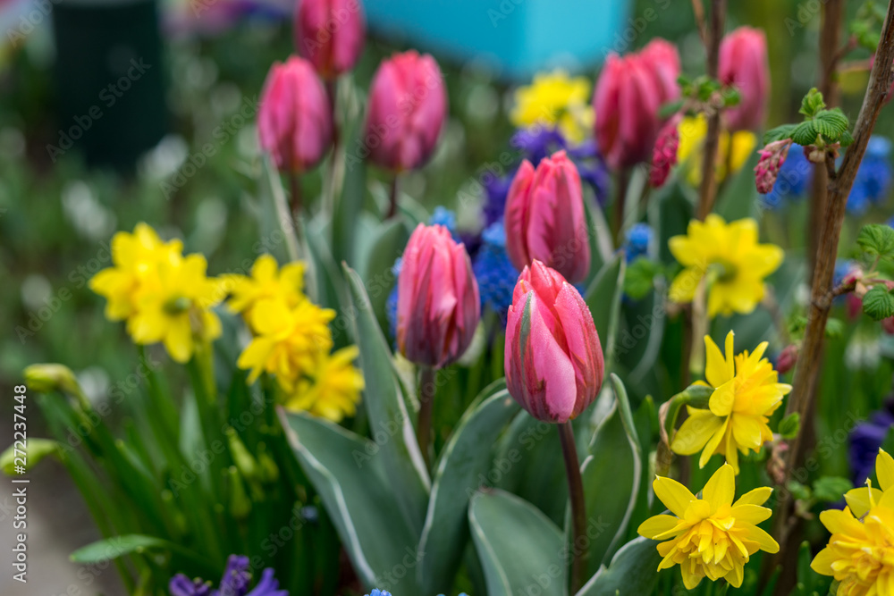 Obraz premium Flower garden, Netherlands , a close up of a flower