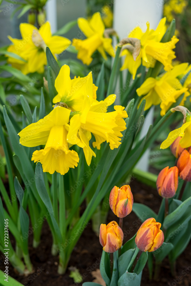 Obraz premium Flower garden, Netherlands , a close up of a flower