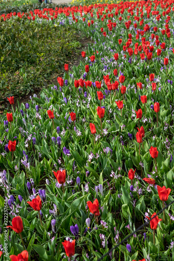 Flower garden, Netherlands , a red flower in a field Flower garden, Netherlands , a red flower in a field