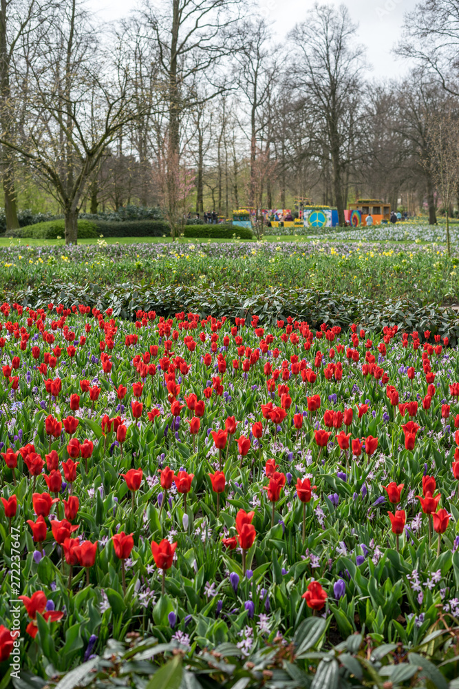 Obraz premium Flower garden, Netherlands , a close up of a flower garden with Keukenhof in the background