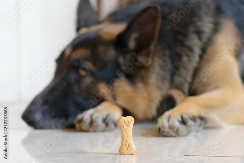Obraz na płótnie Dog biscuit treat in front of trained German Shepherd dog, training sit patience and gluttony concept w salonie
