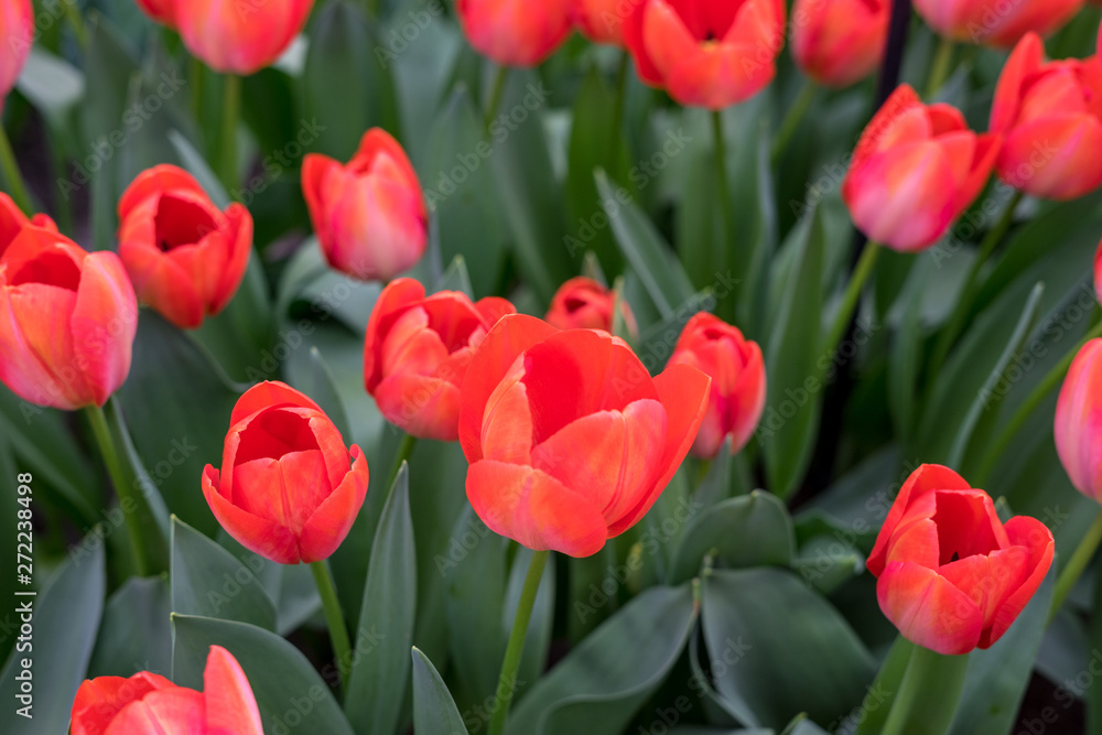 Flower garden, Netherlands , a close up of a flower Flower garden, Netherlands , a close up of a flower