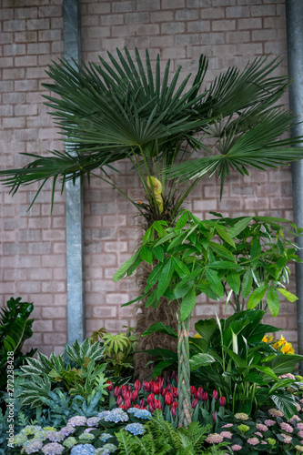 Flower garden, Netherlands , a plant in a garden