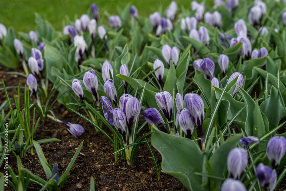 Flower garden, Netherlands , a close up of a flower garden Flower garden, Netherlands , a close up of a flower garden