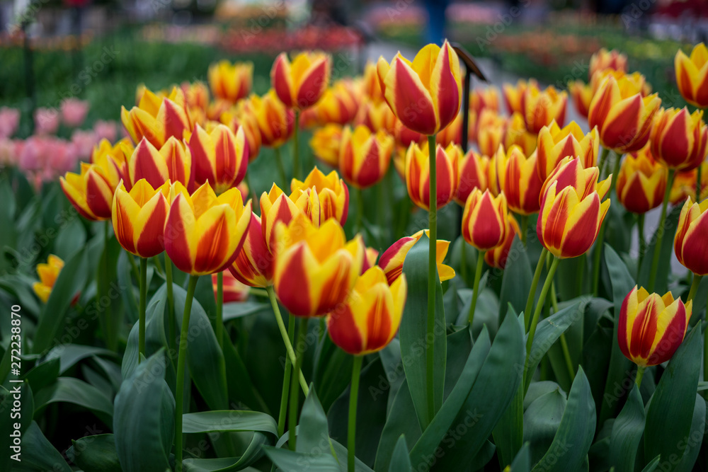Flower garden, Netherlands , a row of red and yellow flower Flower garden, Netherlands , a row of red and yellow flower
