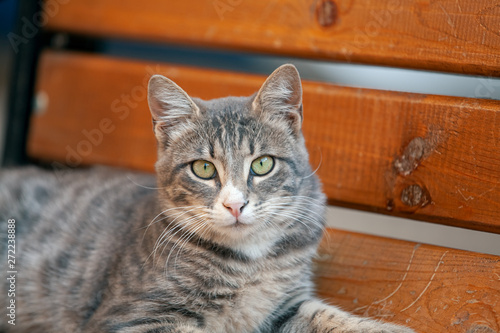 gray stray cat resting on bench and looking at camera