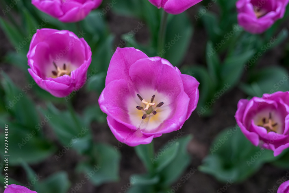 Flower garden, Netherlands , a close up of a pink flower on a plant Flower garden, Netherlands , a close up of a pink flower on a plant