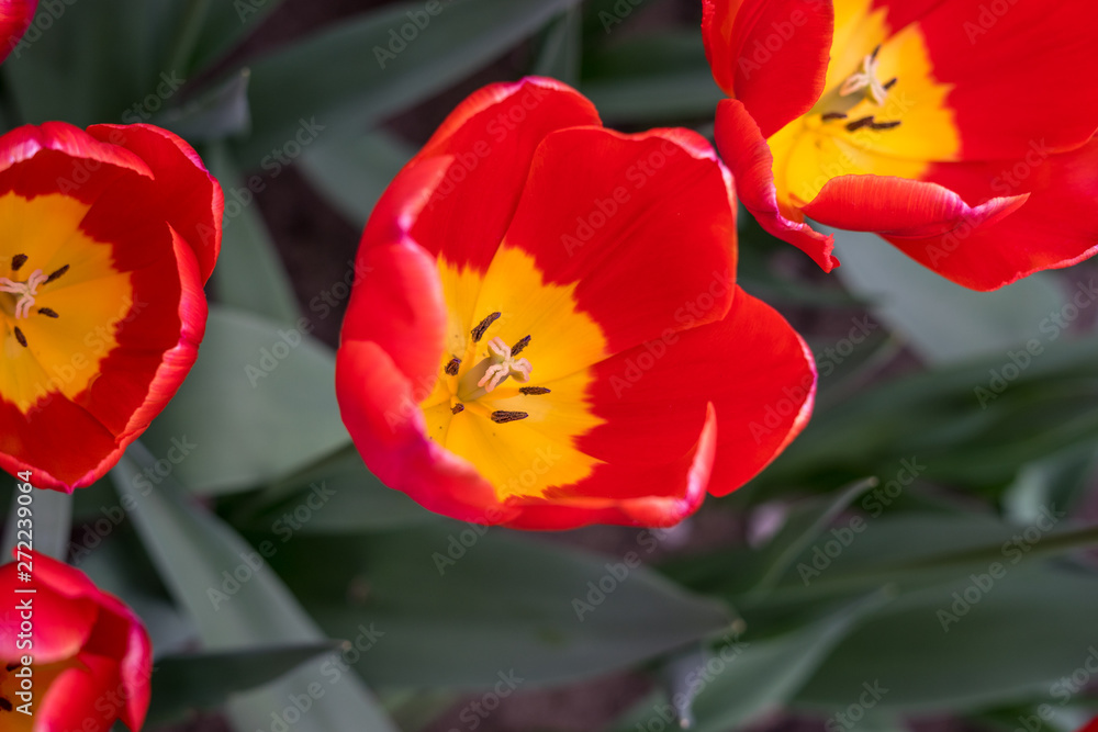 Flower garden, Netherlands , a red and yellow flower Flower garden, Netherlands , a red and yellow flower
