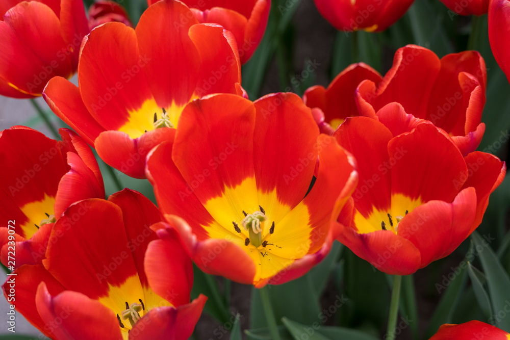 Flower garden, Netherlands , a close up of a flower Flower garden, Netherlands , a close up of a flower