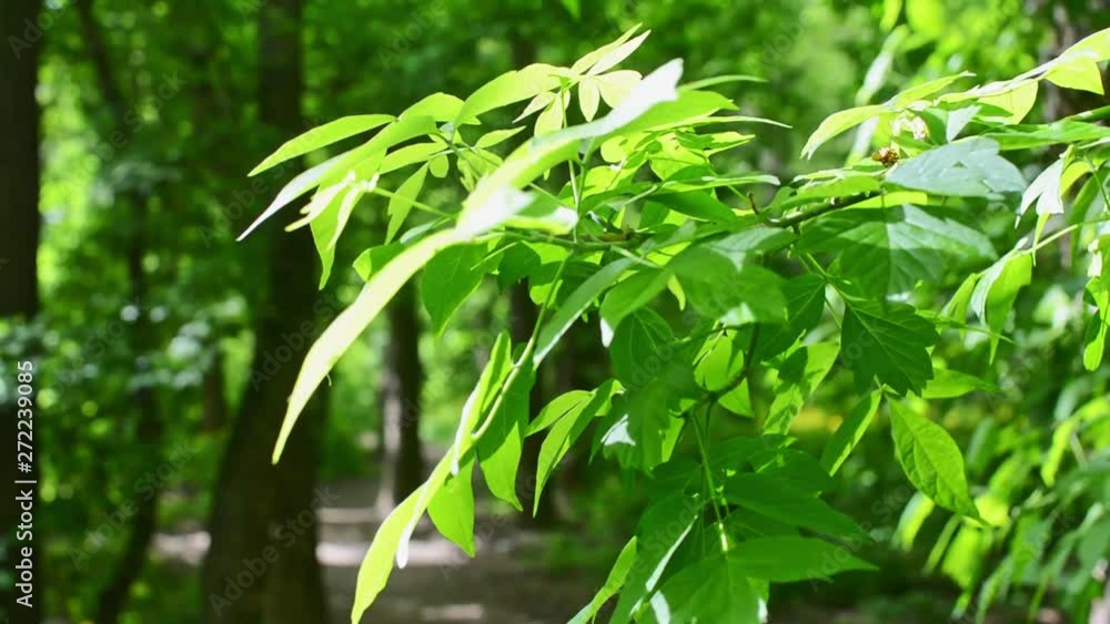 Beautiful spring leaves of tree in the wind Beautiful spring leaves of tree in the wind