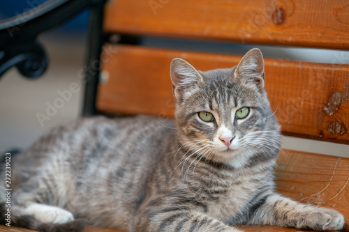 gray stray cat resting on bench and looking at camera