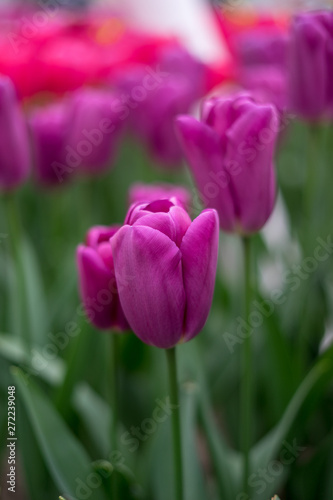 Flower garden  Netherlands   a close up of a flower