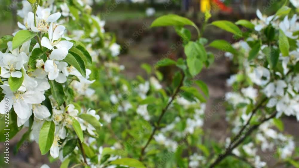 white flowers and green leaves on the cherry plum branches white flowers and green leaves on the cherry plum branches