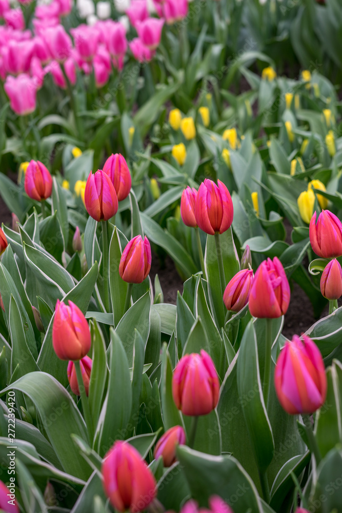 Flower garden, Netherlands , a group of pink flowers Flower garden, Netherlands , a group of pink flowers