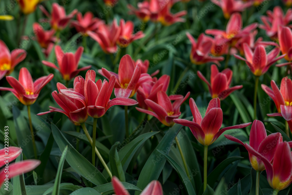 Flower garden, Netherlands , a pink flower on a plant Flower garden, Netherlands , a pink flower on a plant