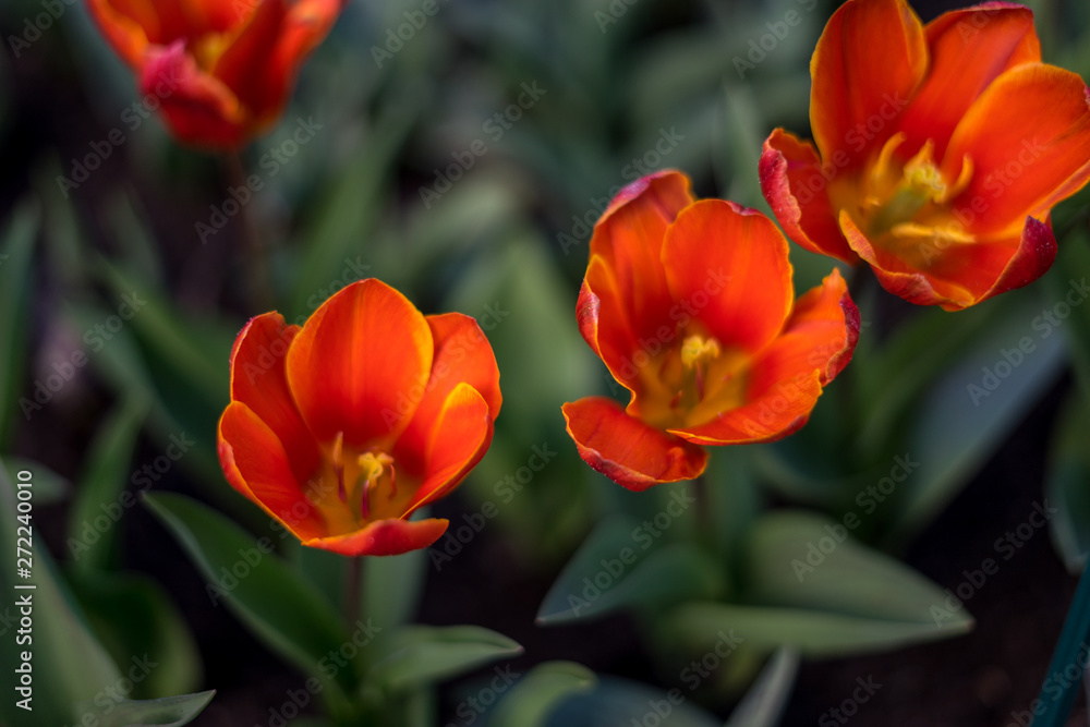 Flower garden, Netherlands , a close up of a flower Flower garden, Netherlands , a close up of a flower