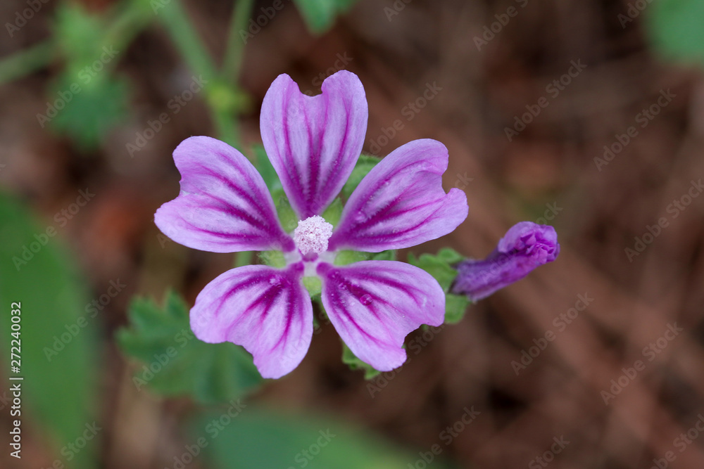 Wild Malva, purple flower, close up Wild Malva, purple flower, close up