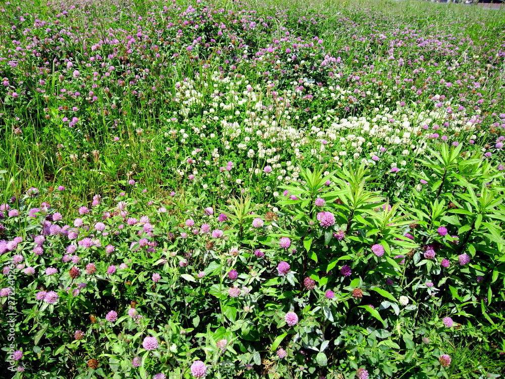 詰め草咲く野原風景 詰め草咲く野原風景
