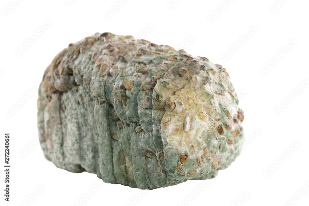 mouldy bread isolated mouldy bread isolated