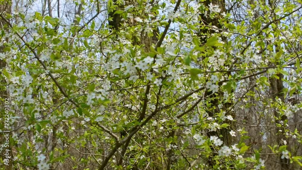 white flowers and green leaves on the cherry plum branches white flowers and green leaves on the cherry plum branches
