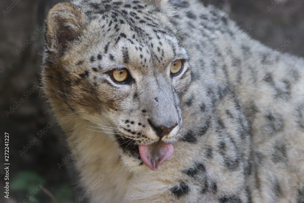 Head of Snow Leopard Head of Snow Leopard