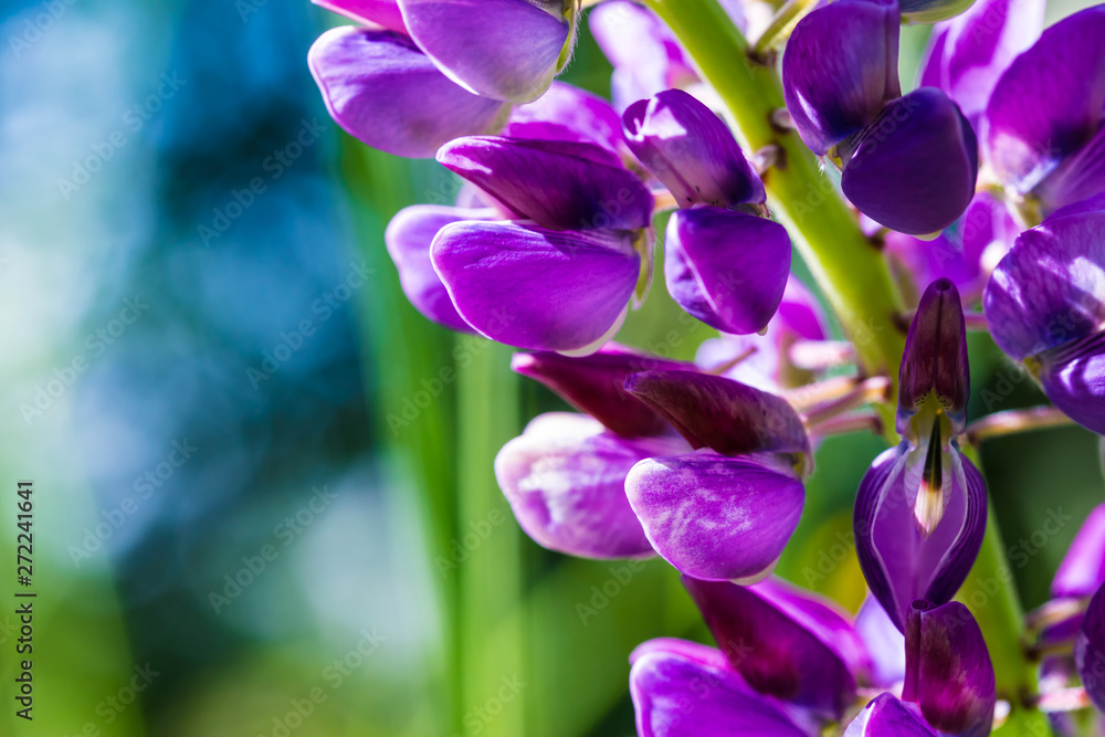 The macro shot of the purple and lilac iris or the orchid flowers on the green background in the sunny summer or spring day The macro shot of the purple and lilac iris or the orchid flowers on the green background in the sunny summer or spring day