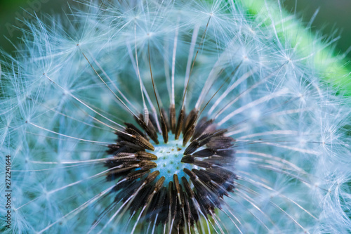 The macro shot of the background or the texture of the dandelion parachutes in the sunny summer day