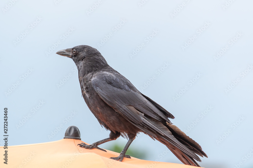 Obraz premium Krähe - Rabe