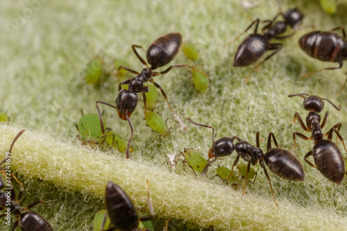 Technomyrmex ants tending green aphids on an apple tree, Albany, Western Australia