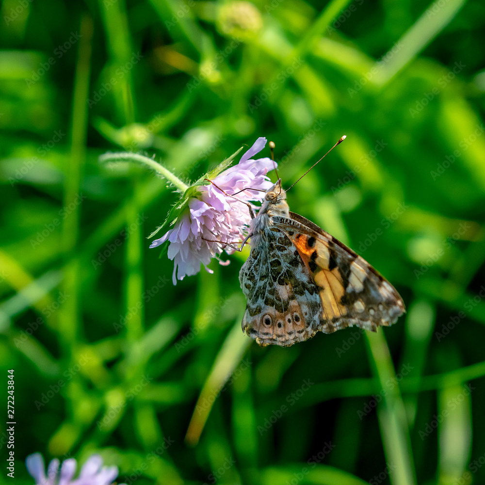 Obraz premium Summer butterfly on a purple flower on a sunny day