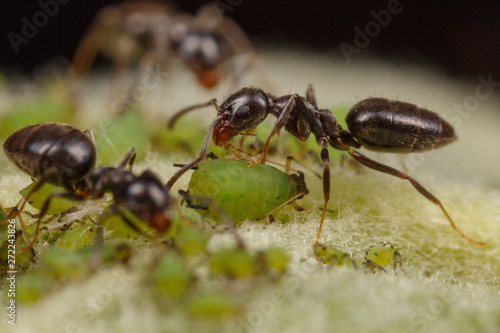 Technomyrmex ants tending green aphids on an apple tree, Albany, Western Australia © peter