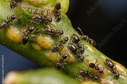Technomyrmex ants tending scale insects on an apple tree, Albany, Western Australia