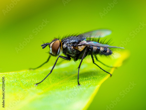 Exotic Tropical Drosophila Fruit Fly Diptera Parasite Insect on Plant Leaf Macro