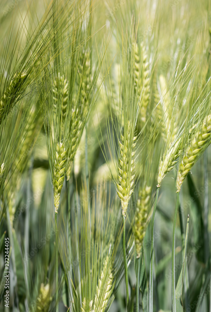 Weizen mit Ähren