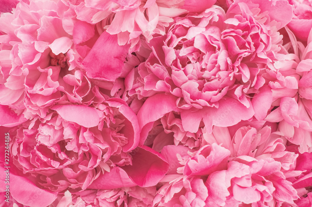 Bright pink lush peonies heads as a backdrop.  Floral natural background. Abstraction Flowers. Close up. Soft light